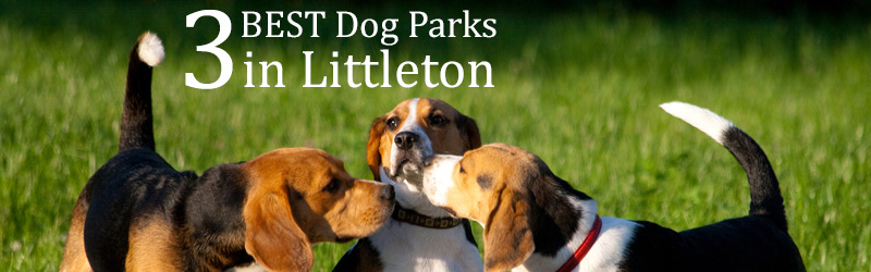 3 Best Dog Parks in Littleton