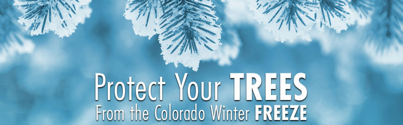Protect Your Trees From The Colorado Winter Freeze