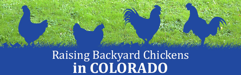 Raising Backyard Chickens In Colorado